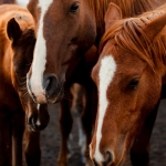 Mustang Gold классический слот-автомат с тематикой Дикого Запада