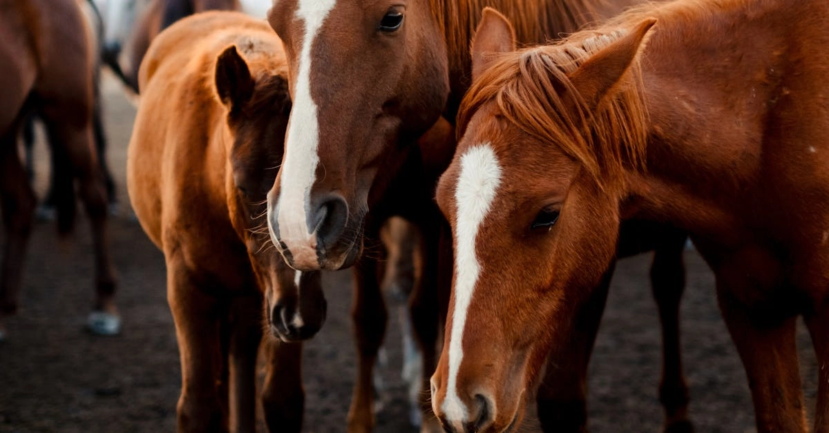 Mustang Gold классический слот-автомат с тематикой Дикого Запада
