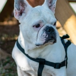 Программы лояльности онлайн-казино с бездепозитными бонусами