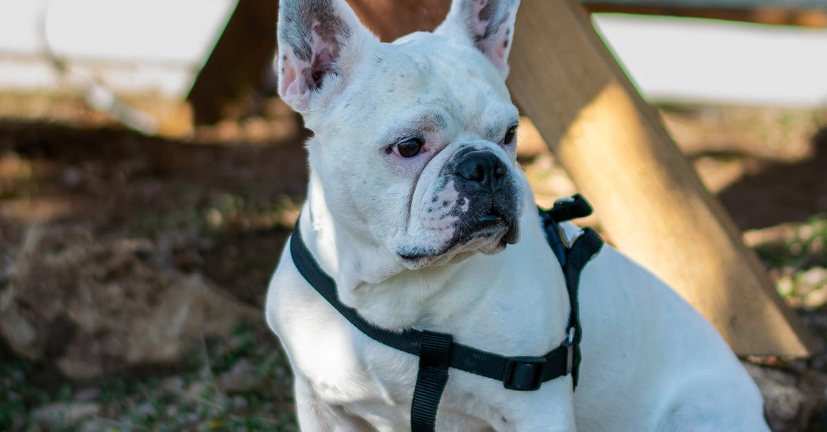 Программы лояльности онлайн-казино с бездепозитными бонусами