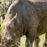 Great Rhino Deluxe: традиционный подход к слот-играм