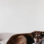 The Dog House Megaways: традиционный подход к современным слотам