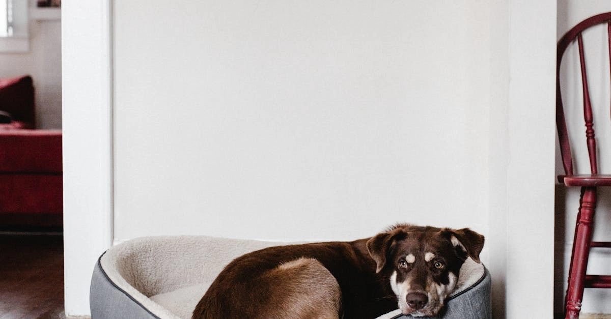 The Dog House Megaways: традиционный подход к современным слотам